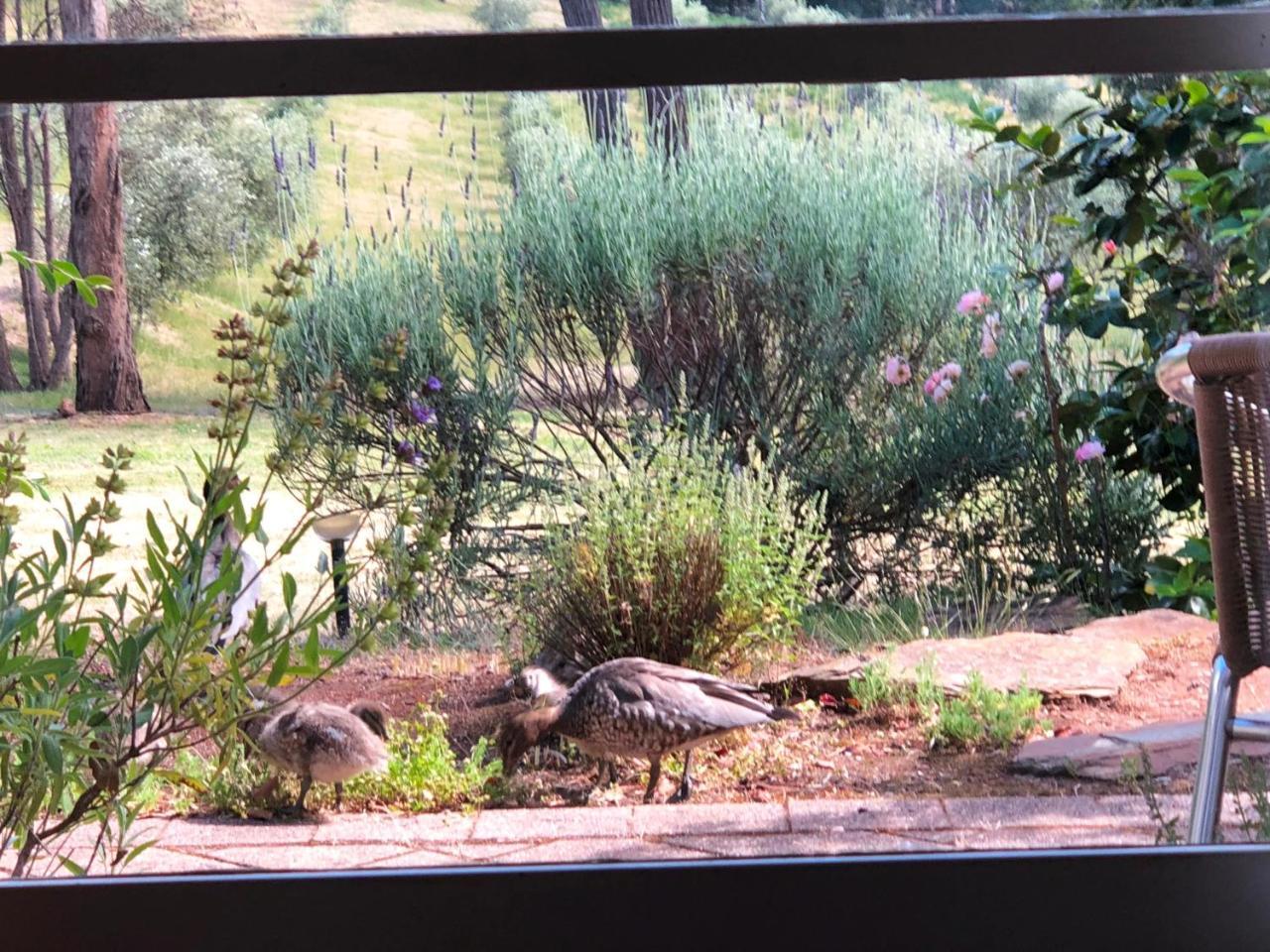 Countryside Retreat Romantic Tranquil Native Wildlife Township Hepburn - Daylesford Hepburn Springs Exterior foto